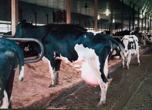 牛乳腺炎的有效治疗药物与中医疗法