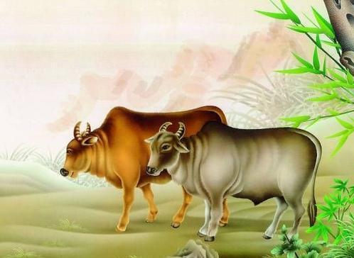 生肖牛最命苦的出生日期与一生三劫解析