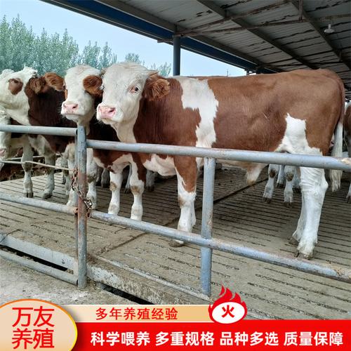 利润育肥牛