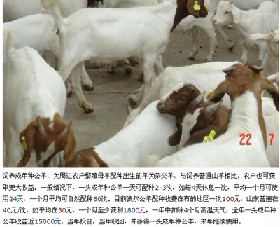 广东养殖夏洛莱牛的多吗?效益如何_农副产品_世界工厂网